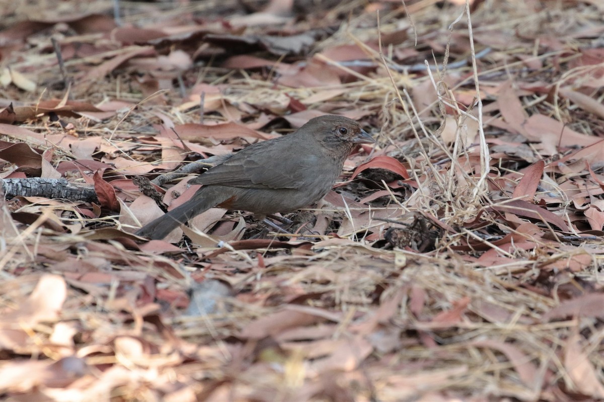 California Towhee - ML268577681