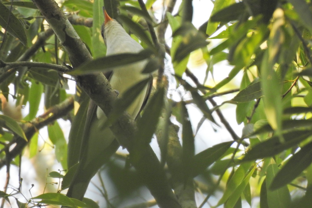 Pearly-breasted Cuckoo - ML268578951