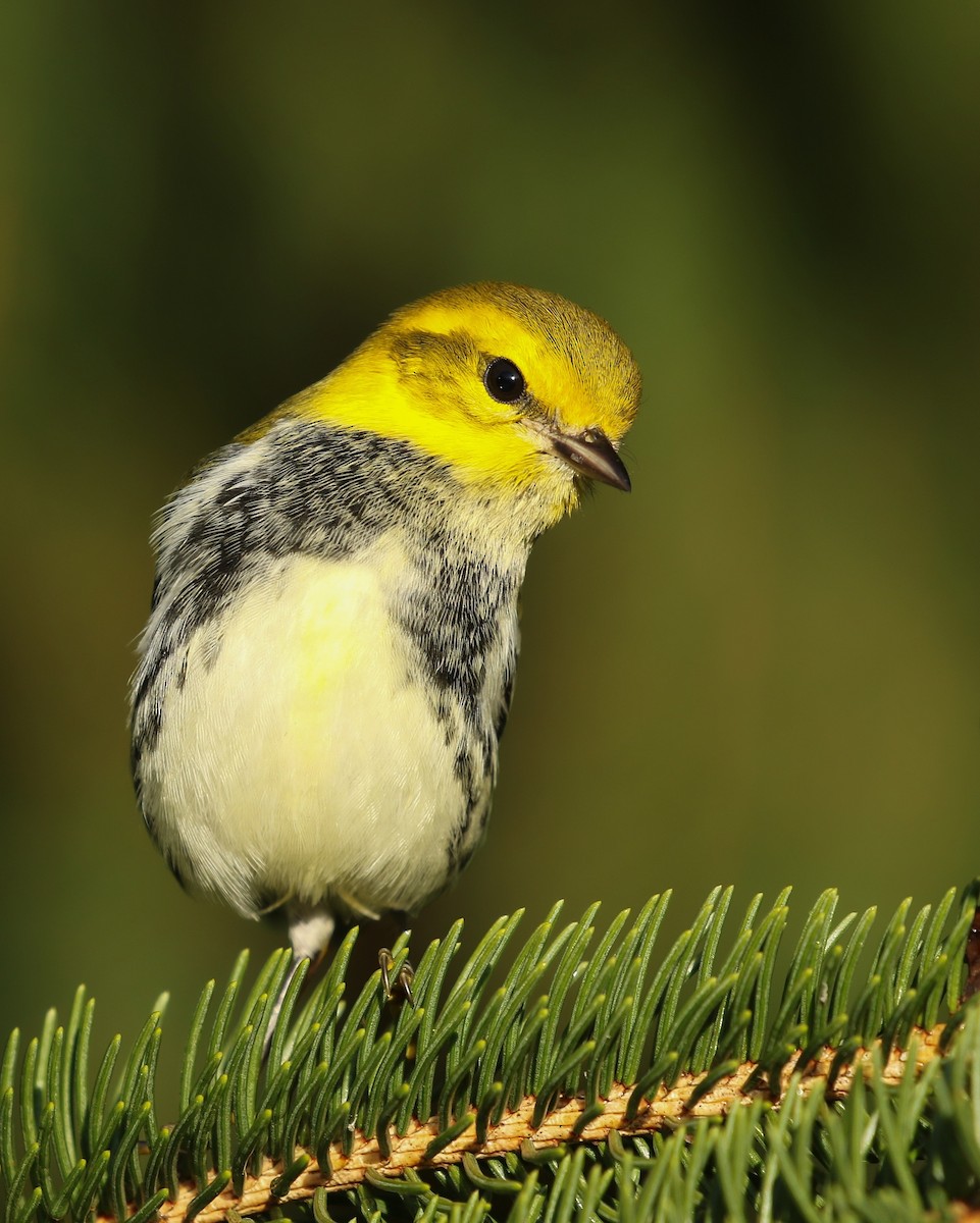 Black-throated Green Warbler - Kojo Baidoo