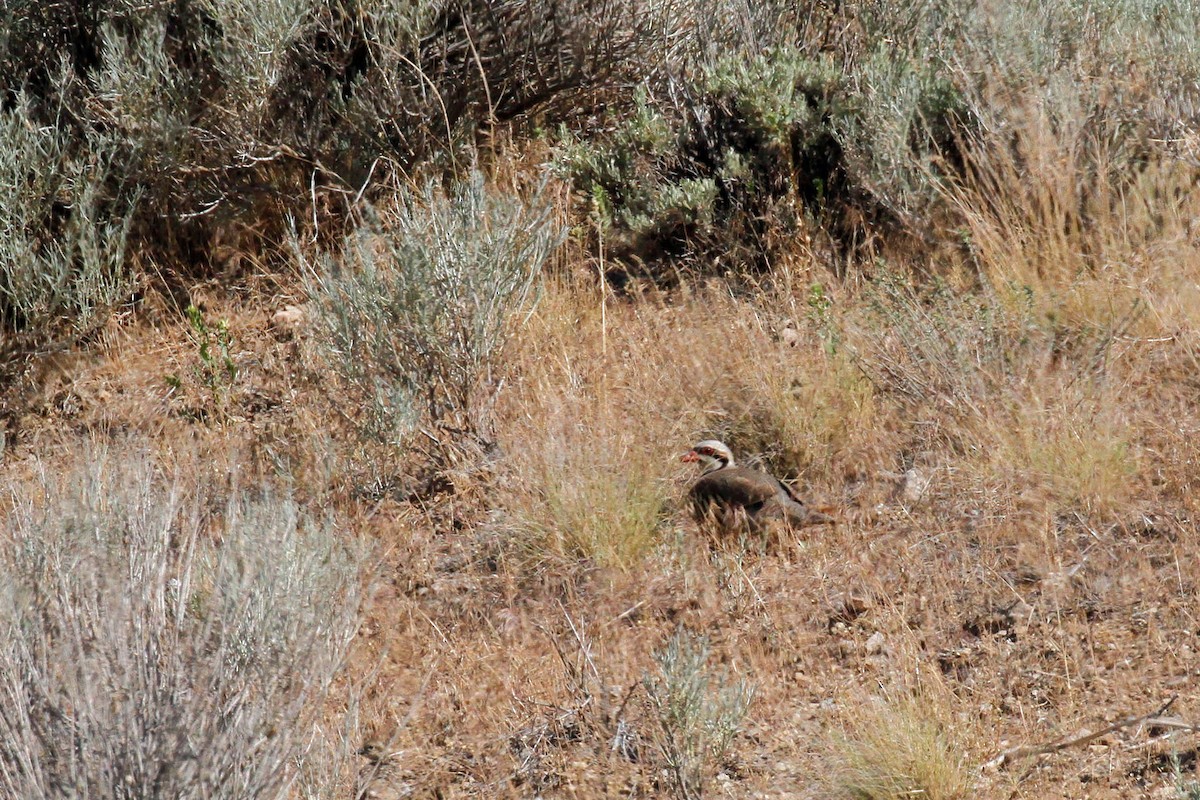 Chukar - ML268580791