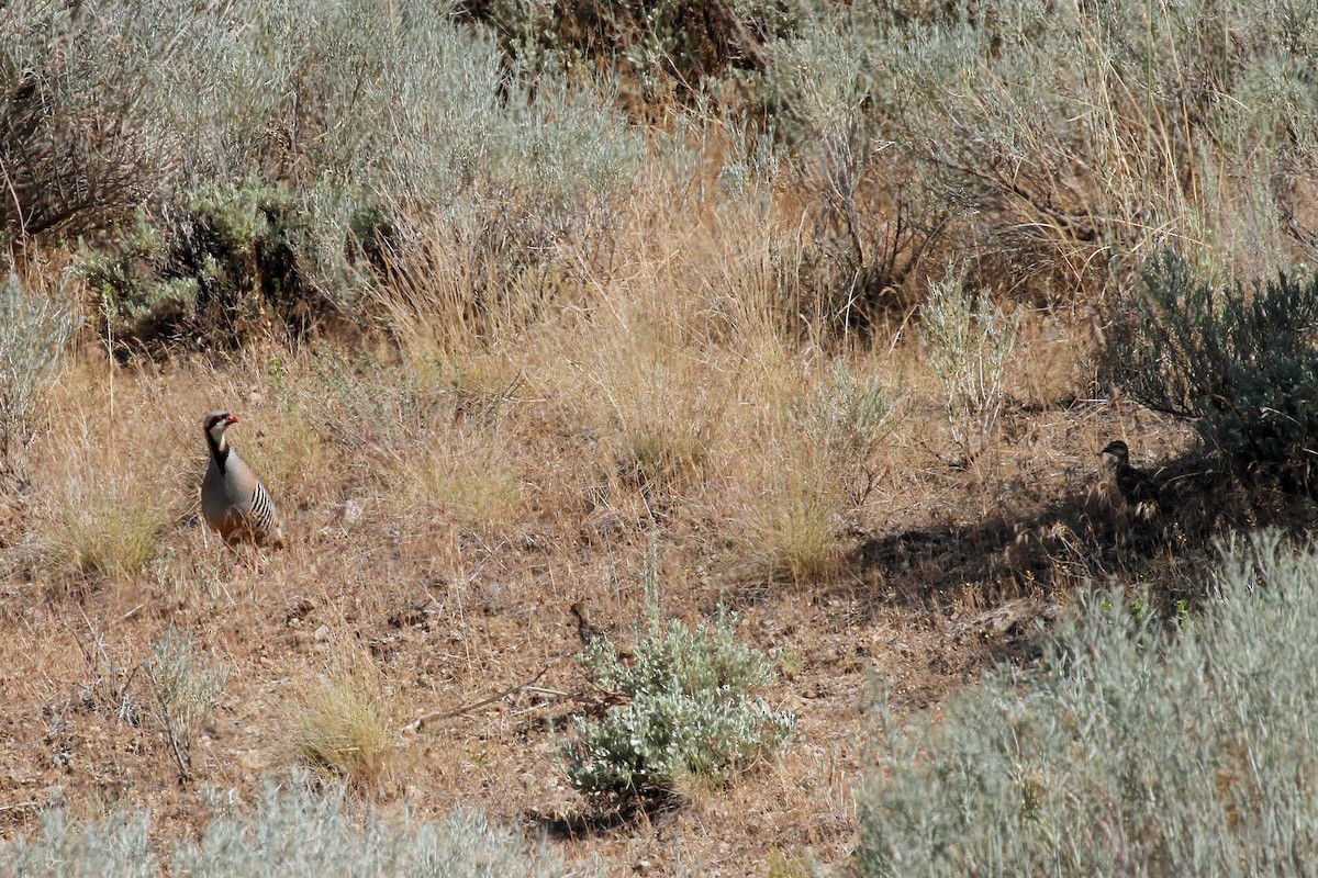 Chukar - ML268580801