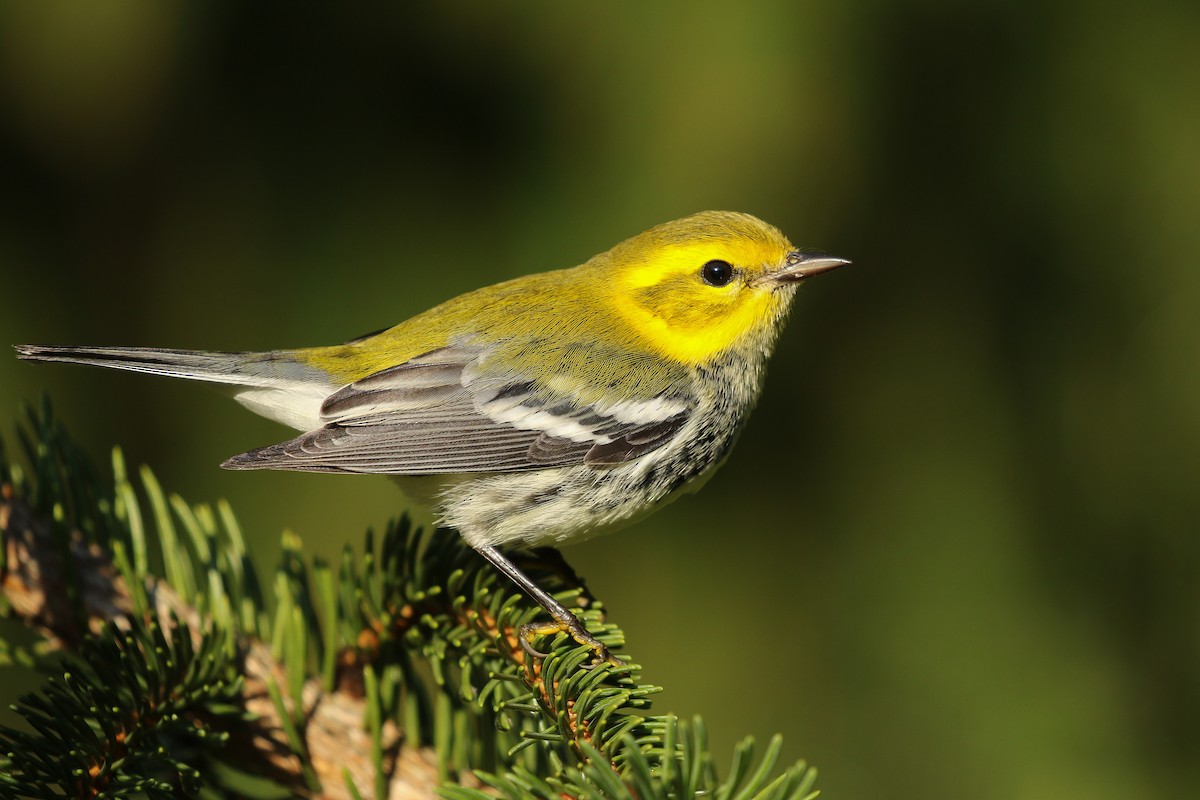 Black-throated Green Warbler - Kojo Baidoo