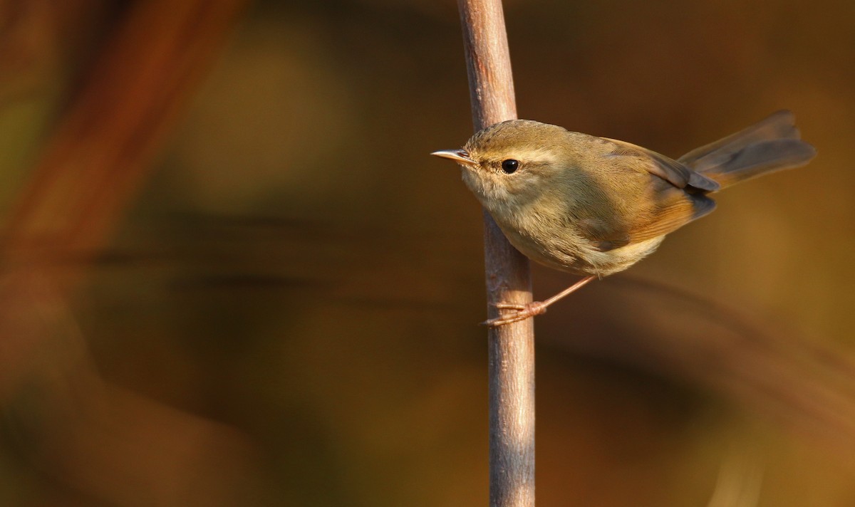 Japanese Bush Warbler - Ian Davies