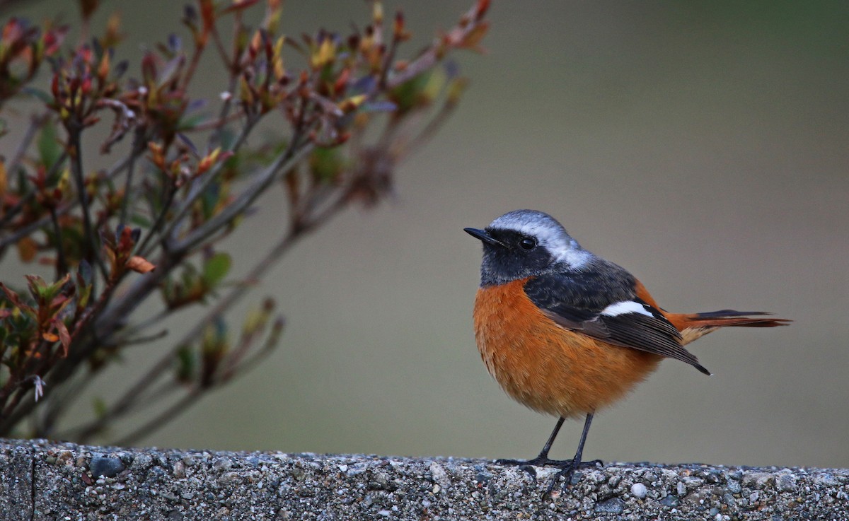 Daurian Redstart - ML26858421