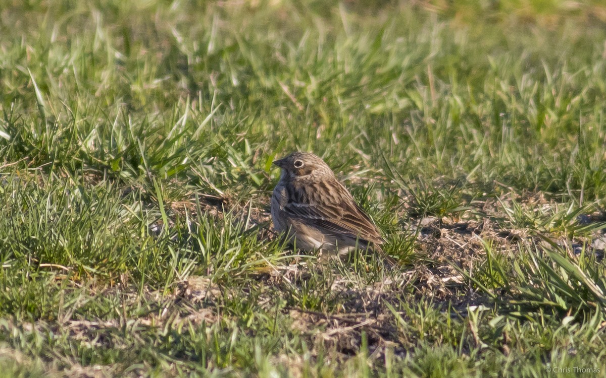 Vesper Sparrow - ML26858501