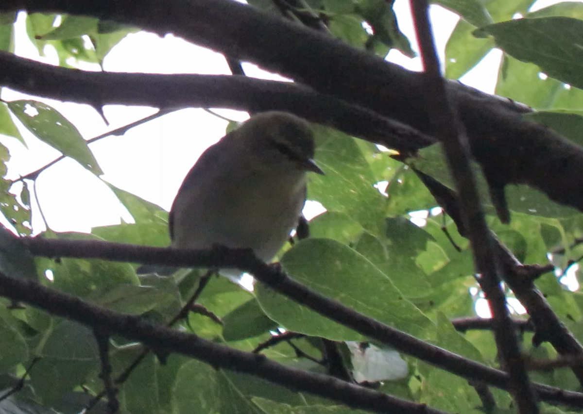 lesňáček olivový - ML268585211