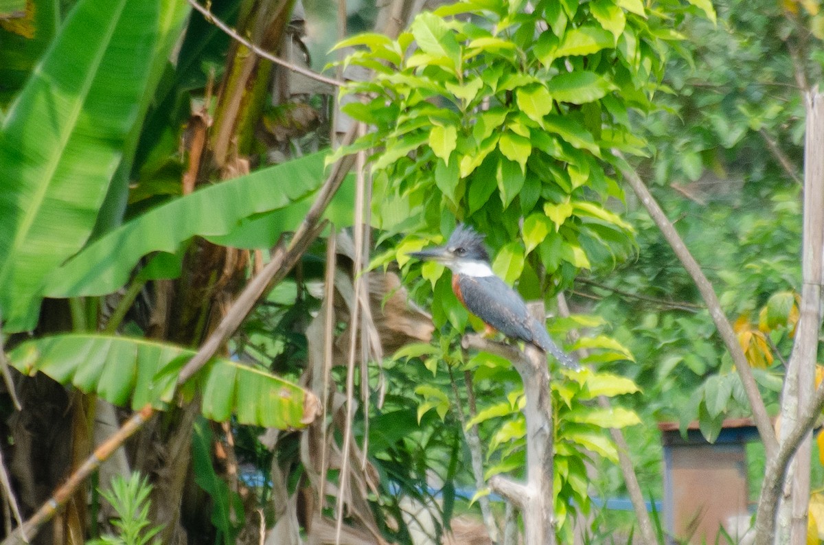 Ringed Kingfisher - Marcos Eugênio Birding Guide