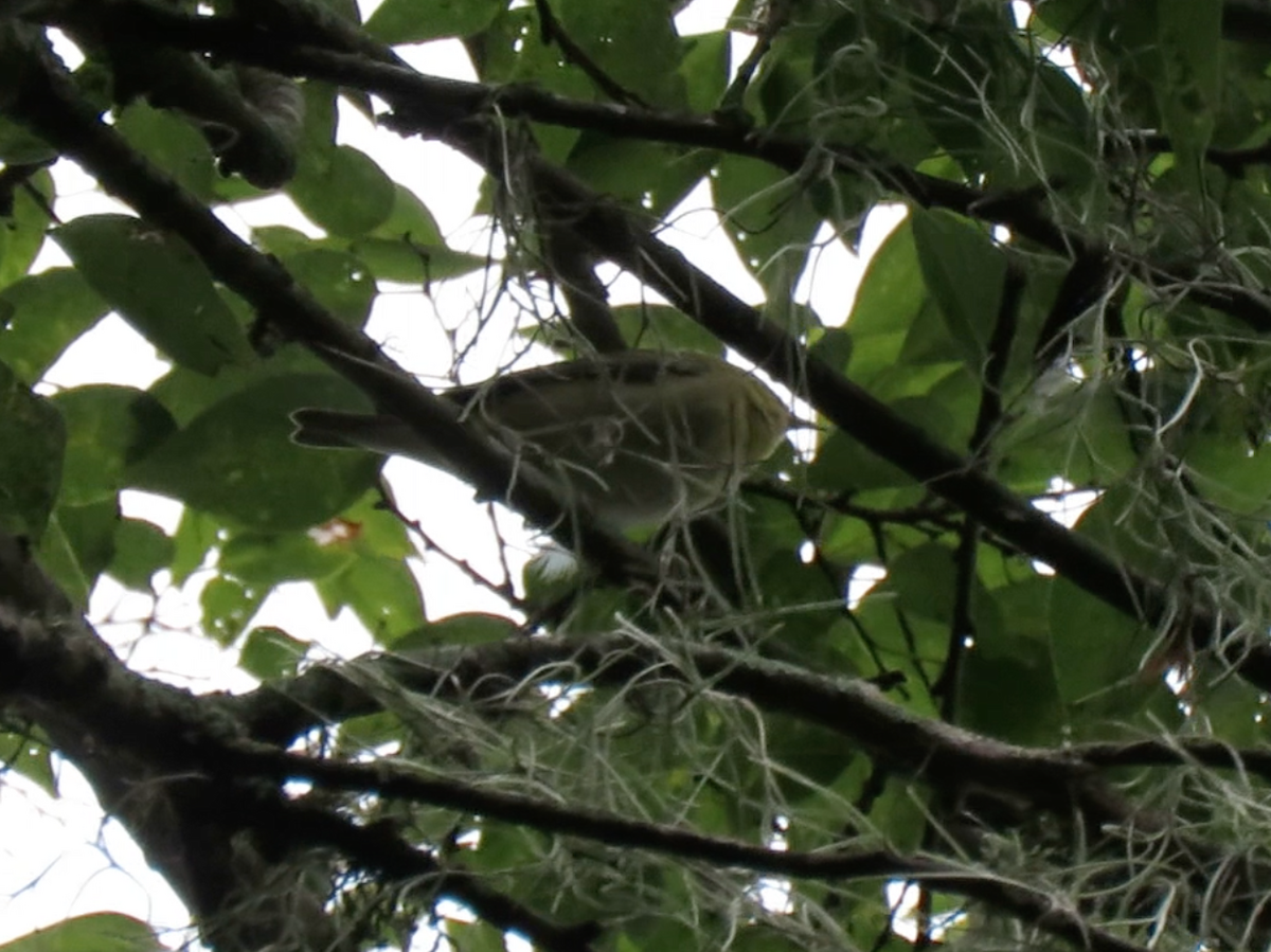 lesňáček olivový - ML268585281