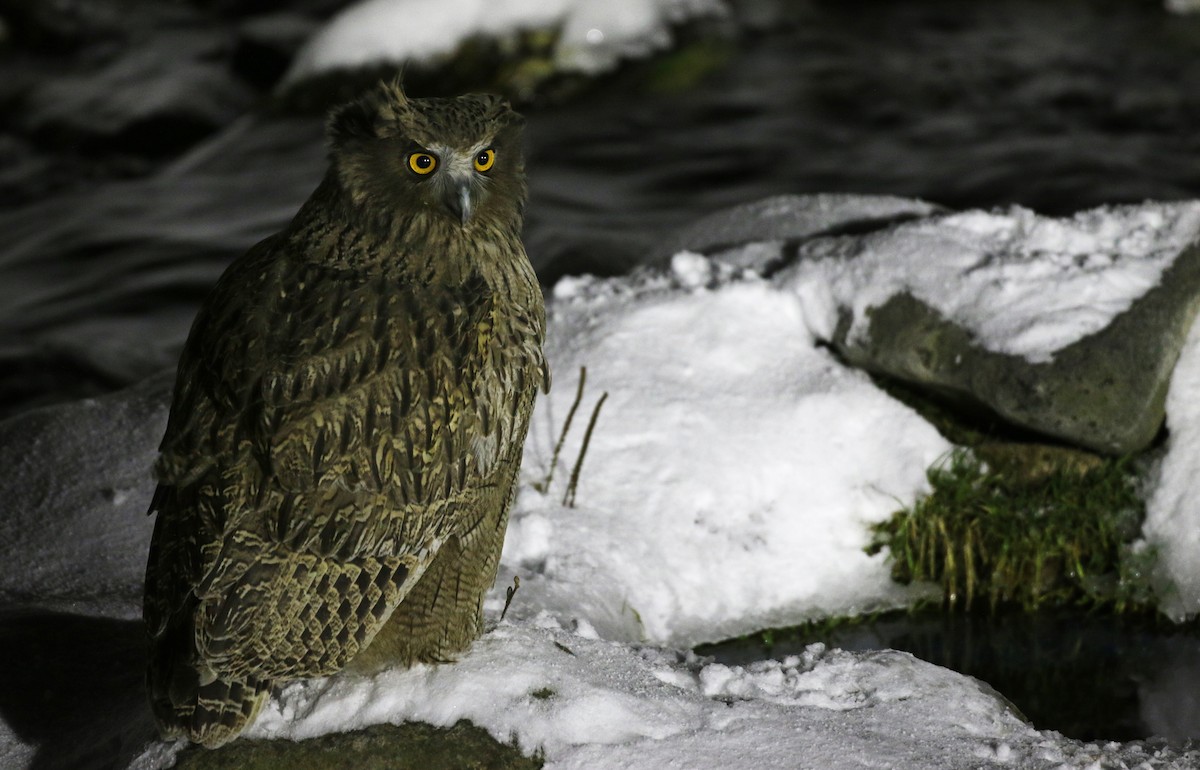 Blakiston's Fish-Owl - Ian Davies