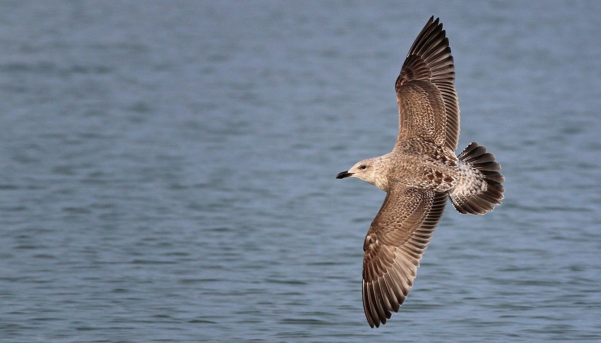 Slaty-backed Gull - Ian Davies