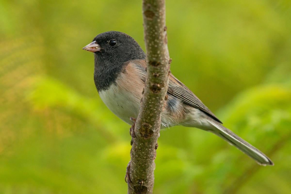 Dark-eyed Junco - Barbara Swanson