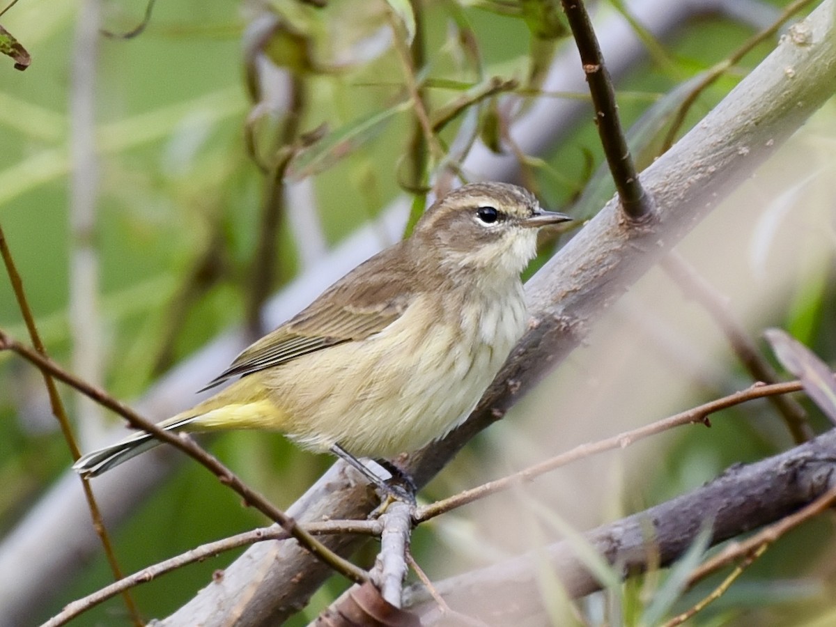 Palm Warbler (Western) - Karen Avants