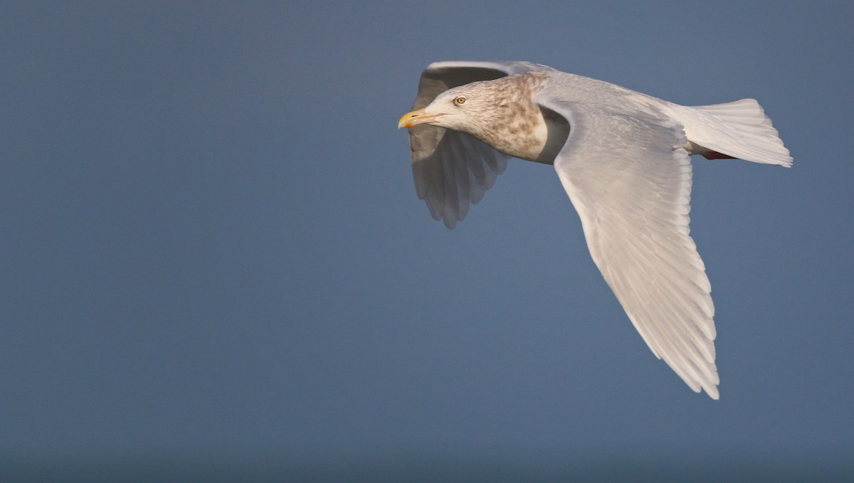 Glaucous Gull - Ian Davies