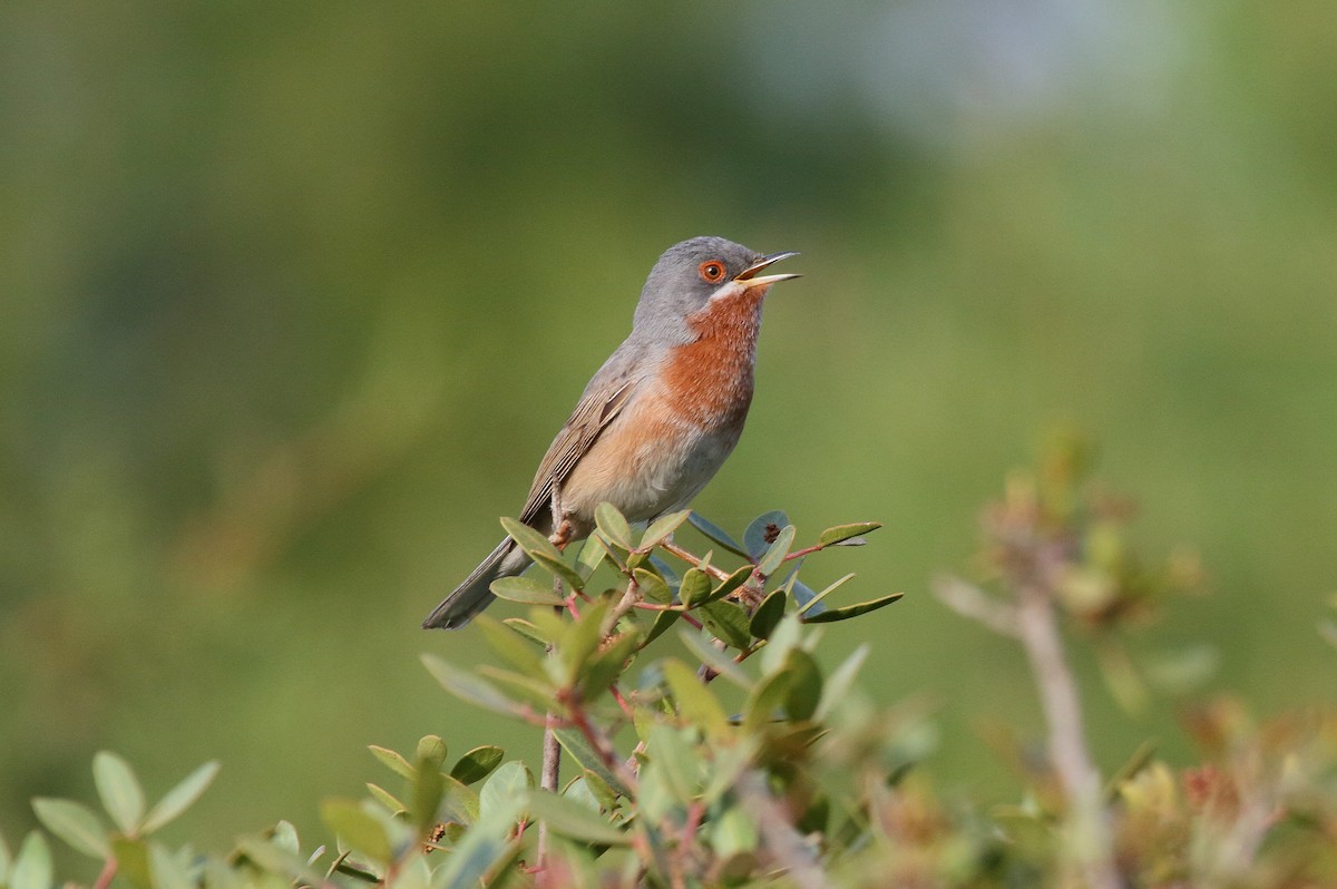 Eastern Subalpine Warbler - Patrick J. Blake