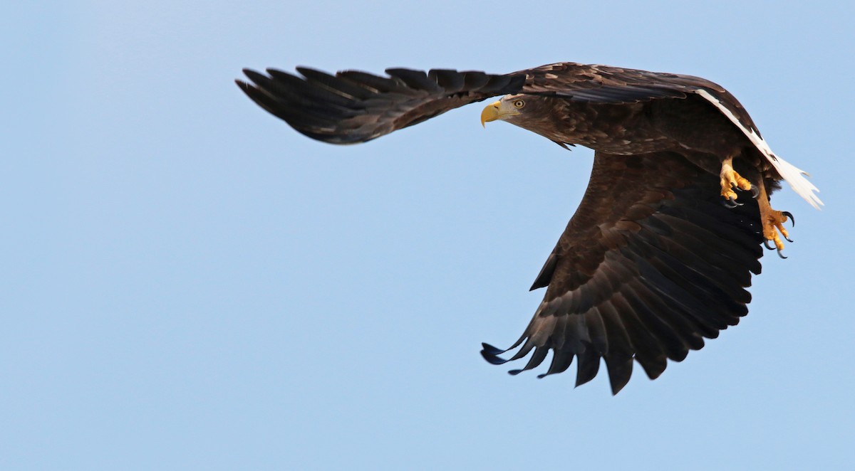 White-tailed Eagle - Ian Davies