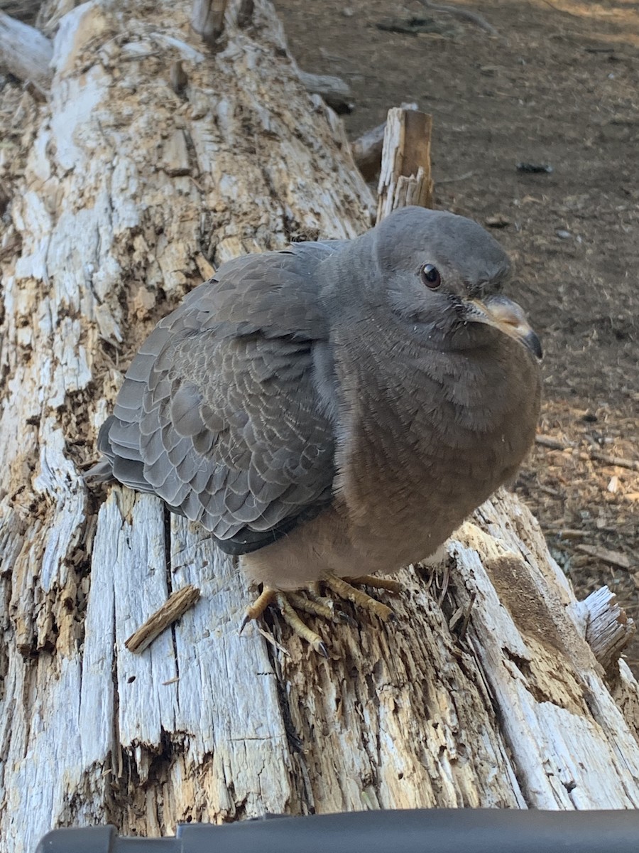 Band-tailed Pigeon - ML268594611