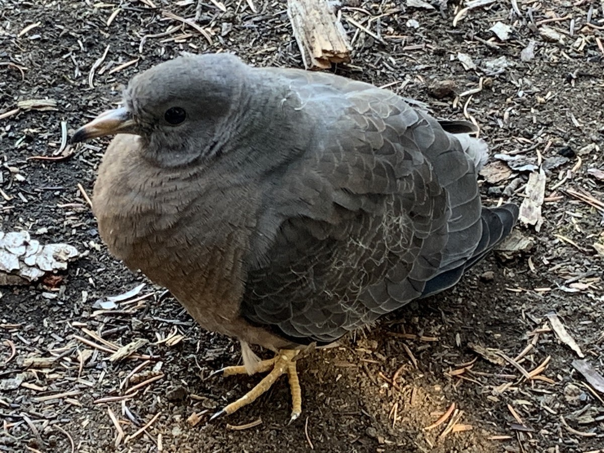 Band-tailed Pigeon - ML268594661