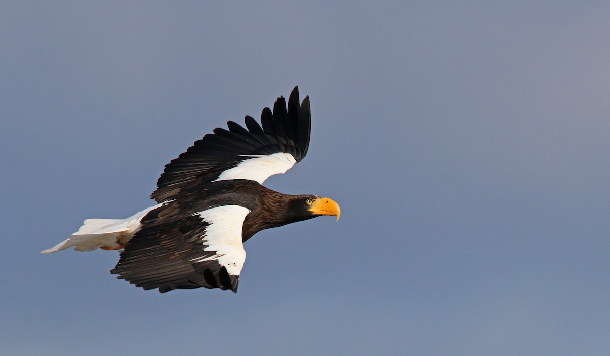 Steller's Sea-Eagle - ML26859521