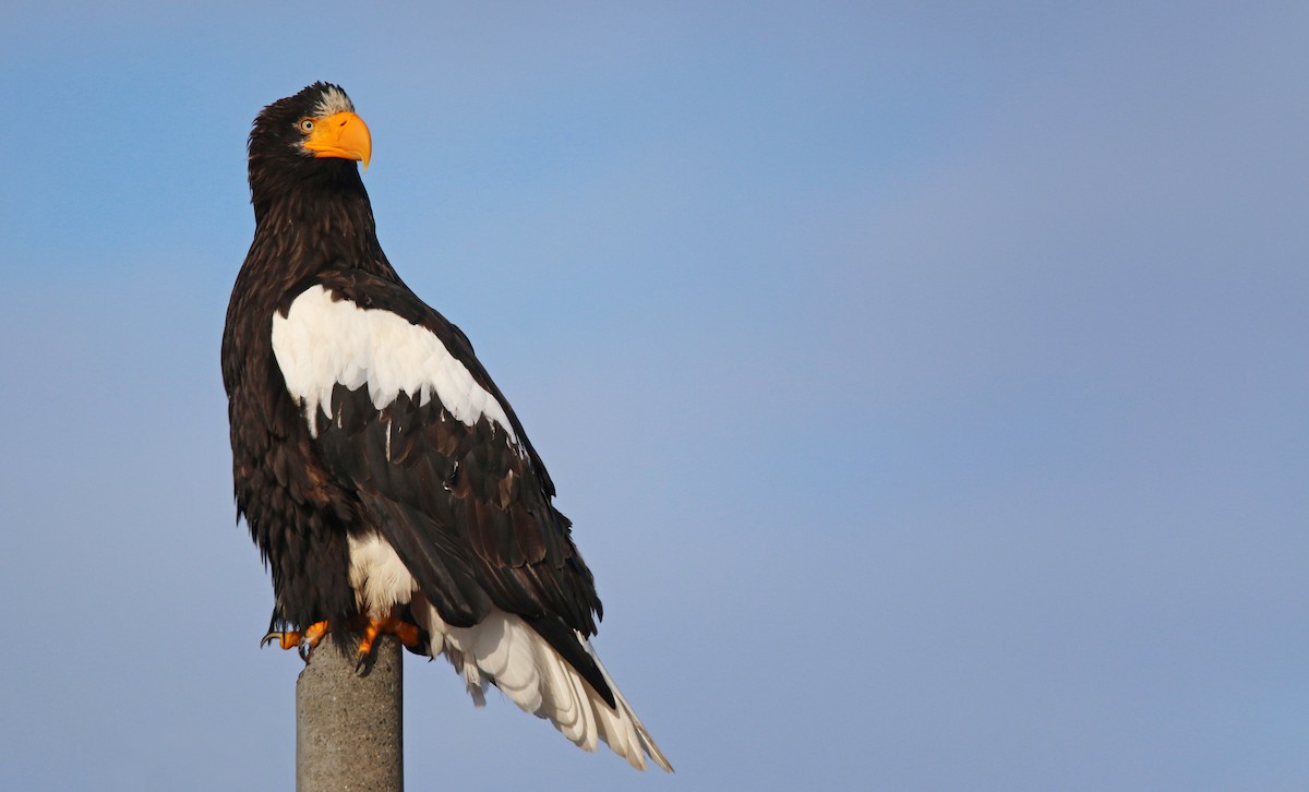 Steller's Sea-Eagle - ML26859531