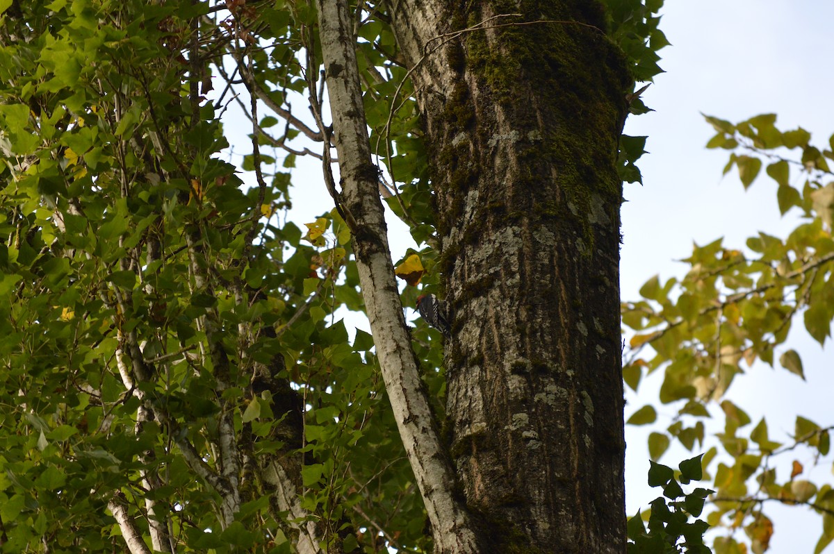 Red-breasted Sapsucker - ML268595371