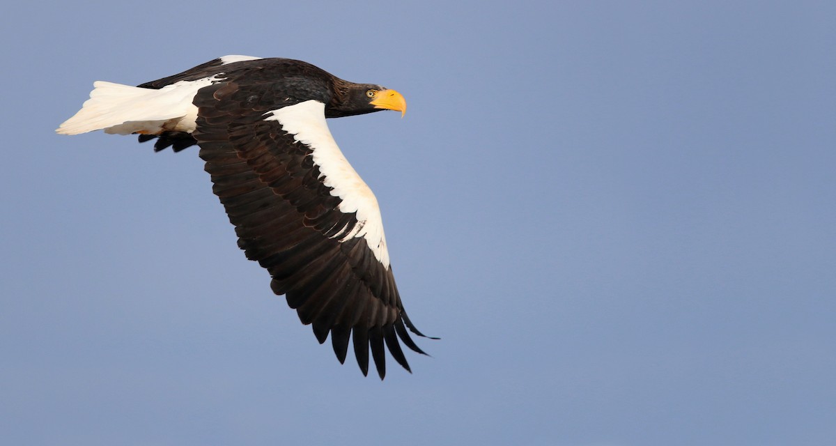 Steller's Sea-Eagle - ML26859541