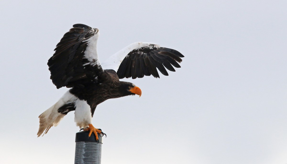 Steller's Sea-Eagle - Ian Davies