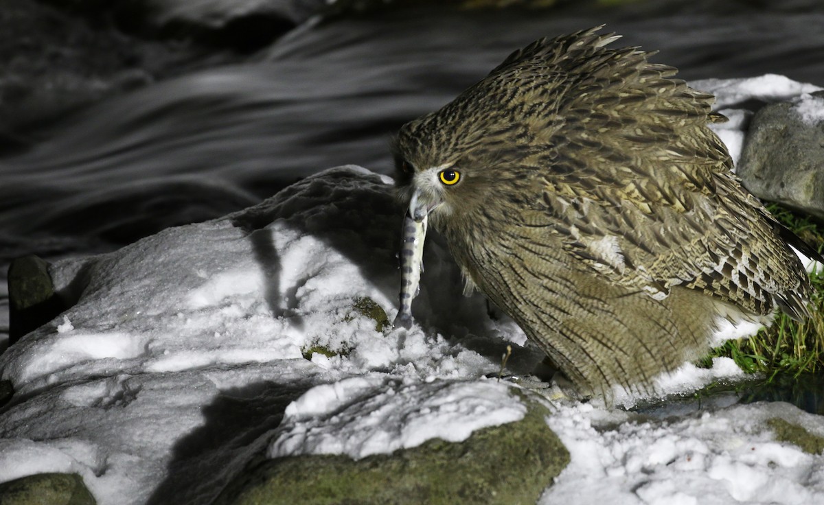 Blakiston's Fish-Owl - Ian Davies