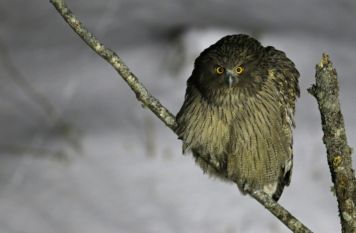 Blakiston's Fish-Owl - Ian Davies