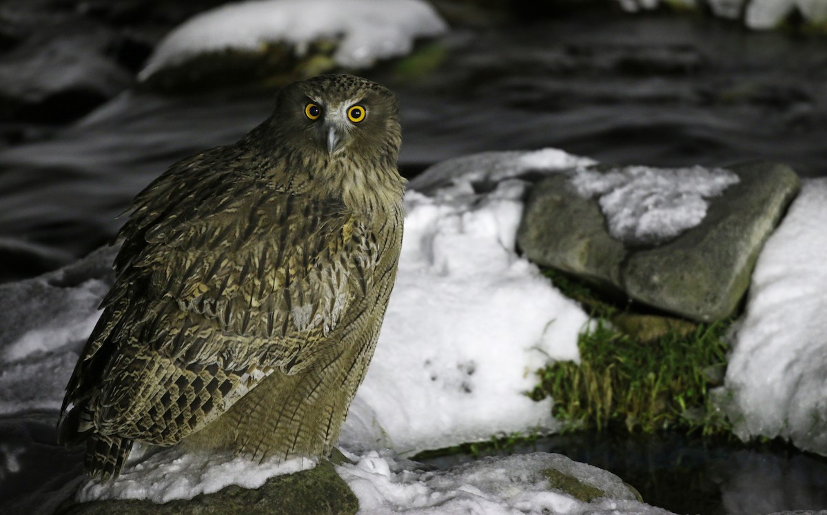 Blakiston's Fish-Owl - Ian Davies