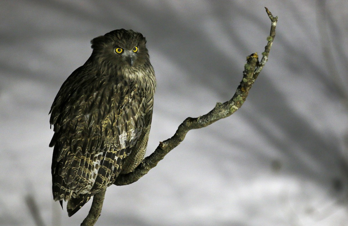 Blakiston's Fish-Owl - Ian Davies