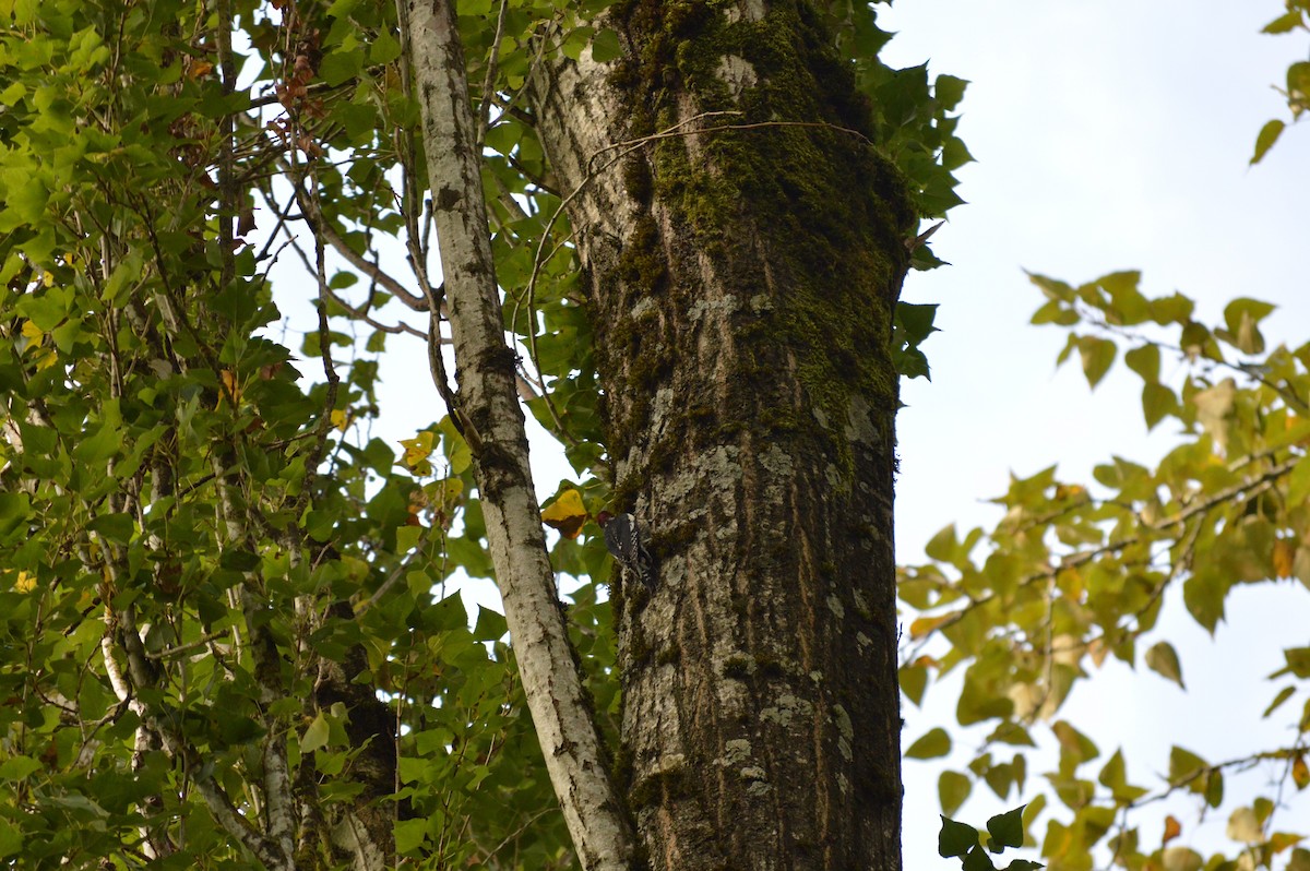 Red-breasted Sapsucker - ML268597901