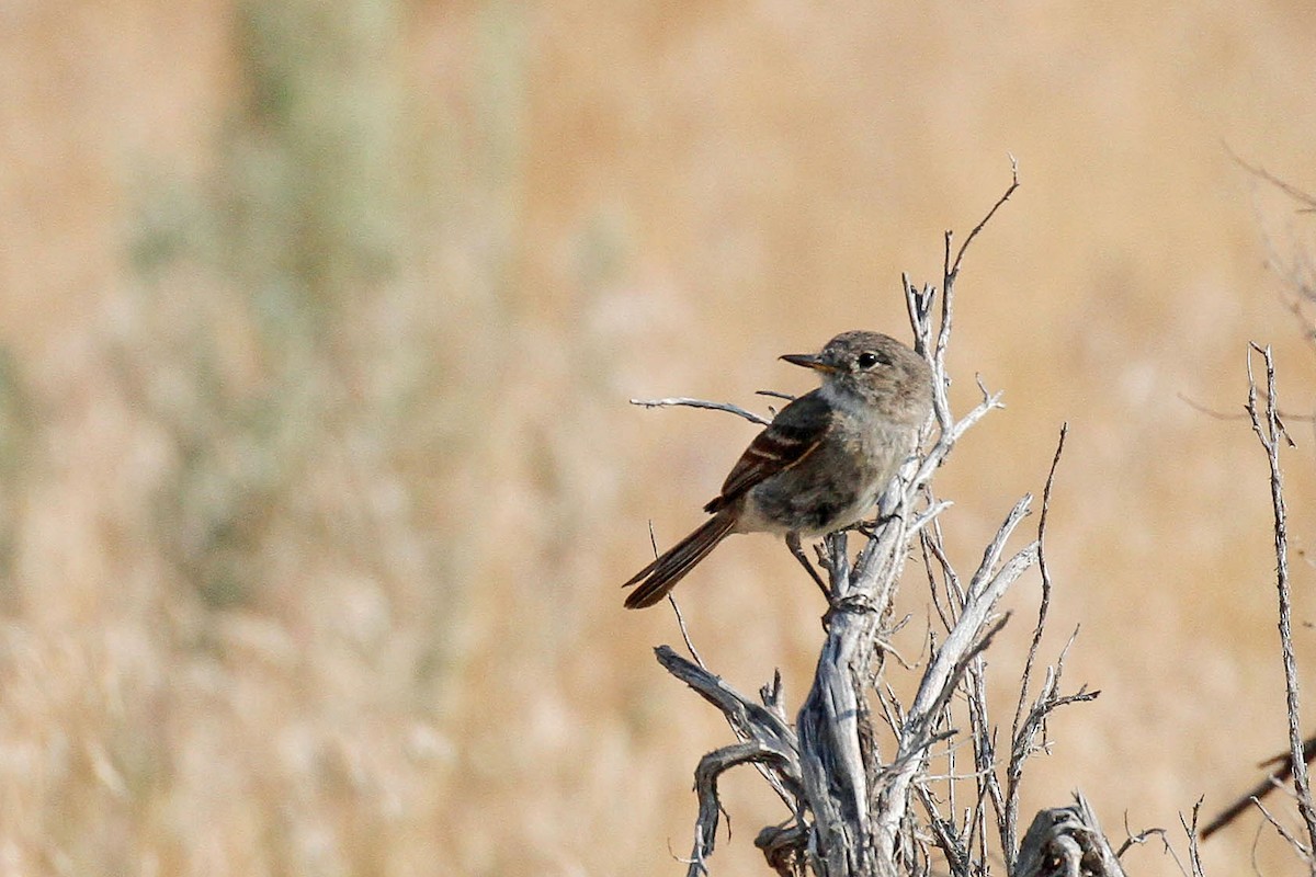 Gray Flycatcher - ML268598001