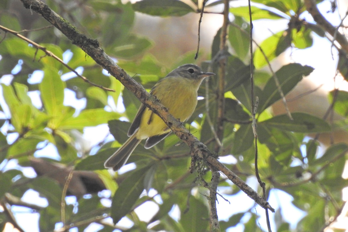 Mottle-cheeked Tyrannulet - ML268598271