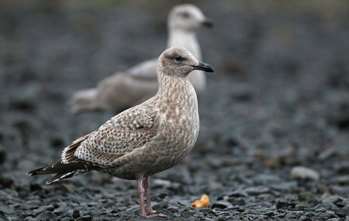 Vega Gull - Ian Davies