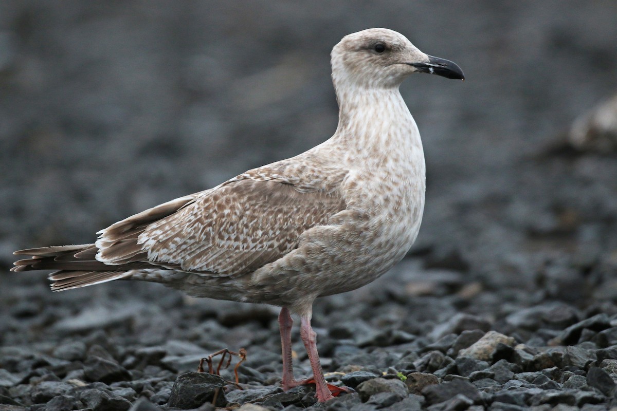 Slaty-backed Gull - Ian Davies