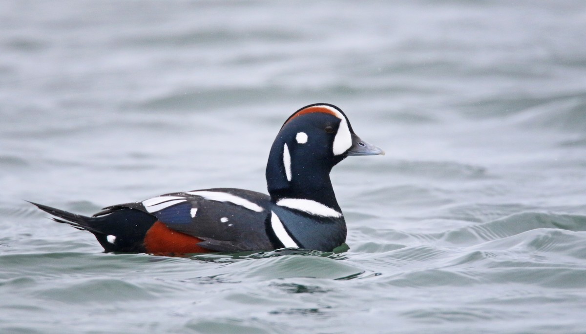 Harlequin Duck - Ian Davies