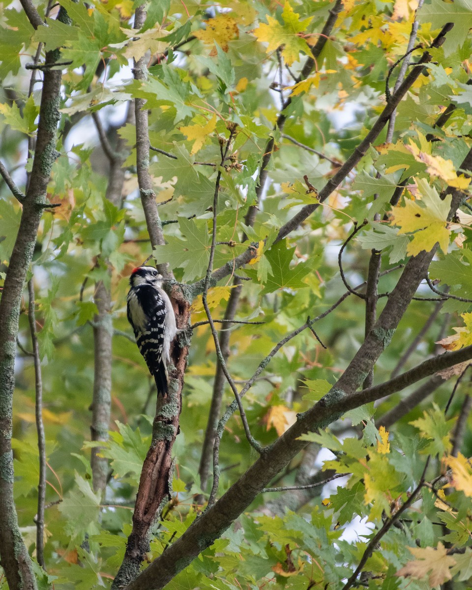 Downy Woodpecker - Victor Vega