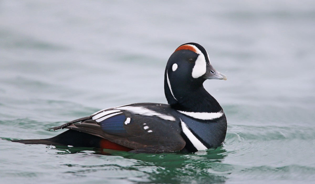 Harlequin Duck - ML26860111