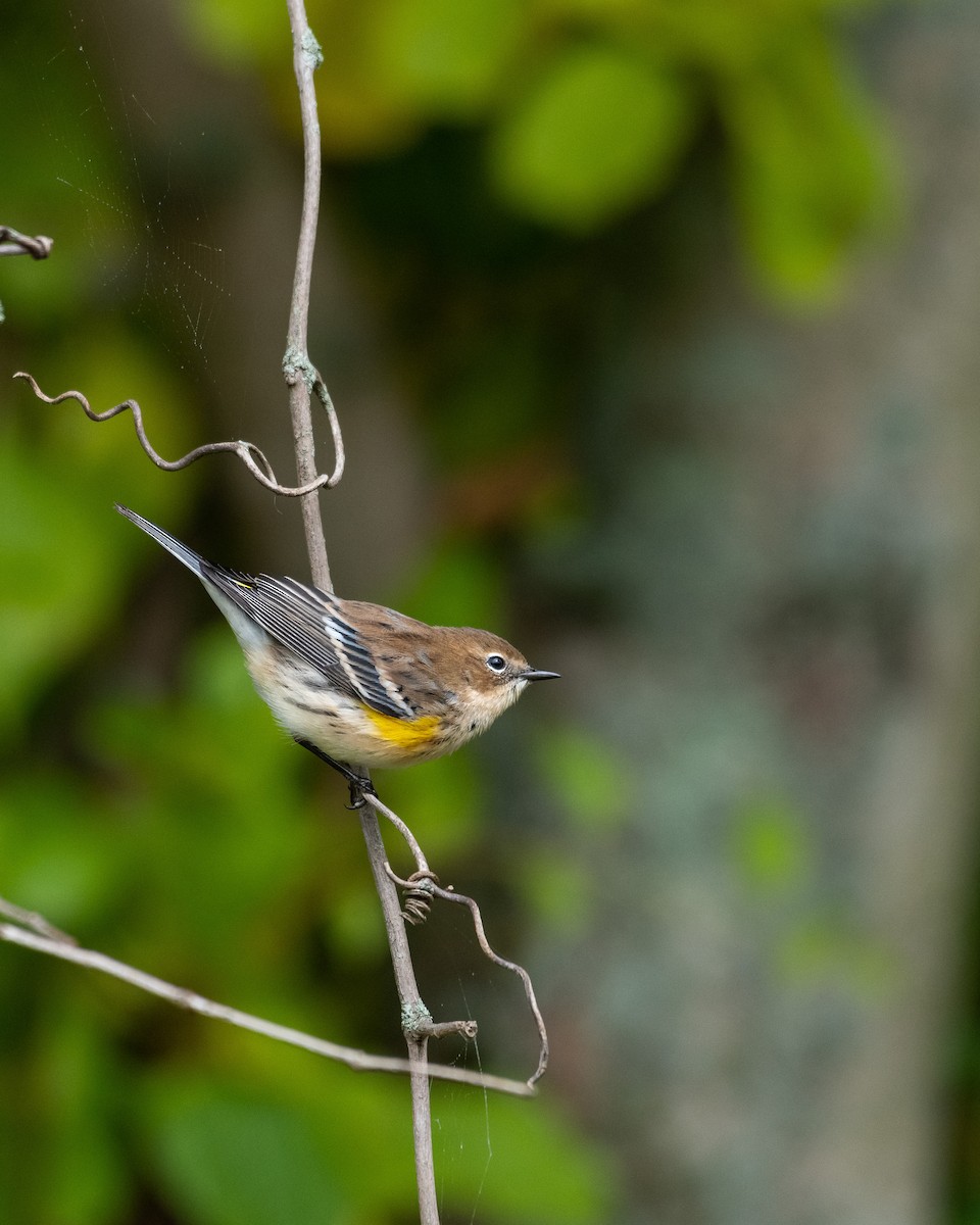 Yellow-rumped Warbler - ML268601491