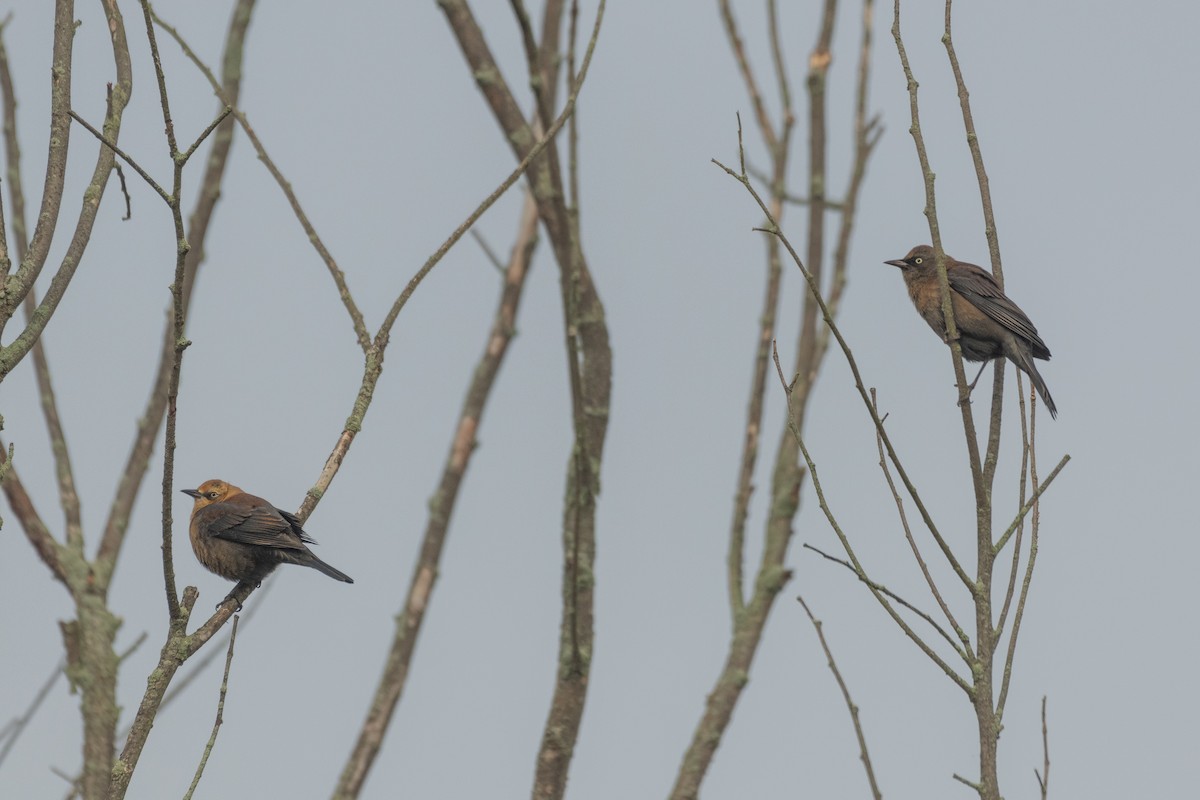 Rusty Blackbird - ML268601961