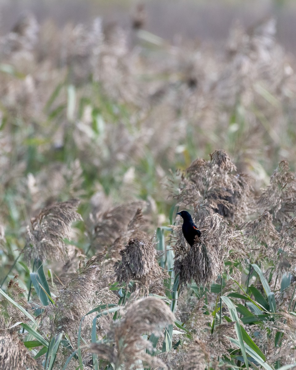 Red-winged Blackbird - Victor Vega