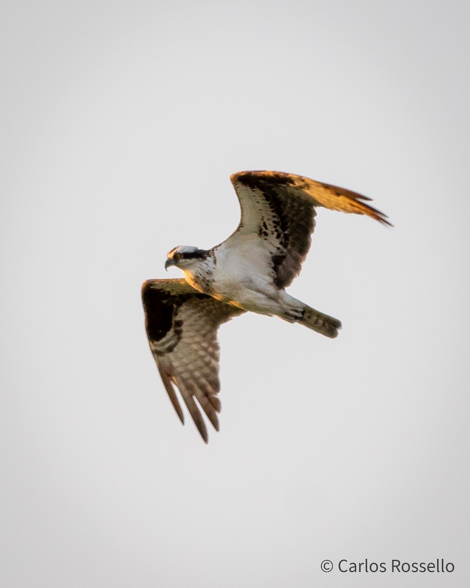 Osprey - Carlos Rossello