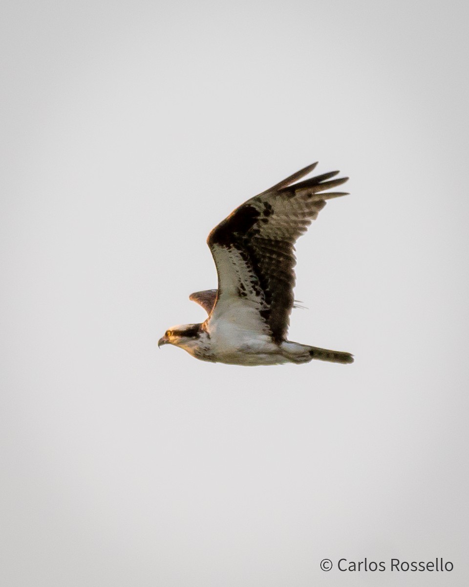 Osprey - Carlos Rossello