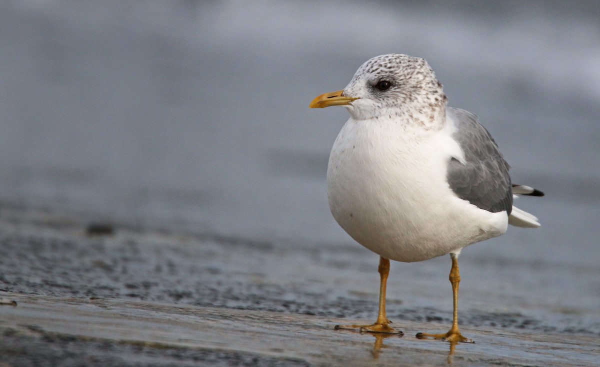 Common Gull - ML26860271