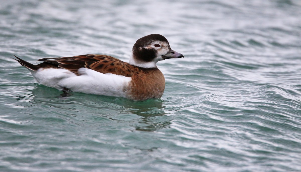 Long-tailed Duck - Ian Davies