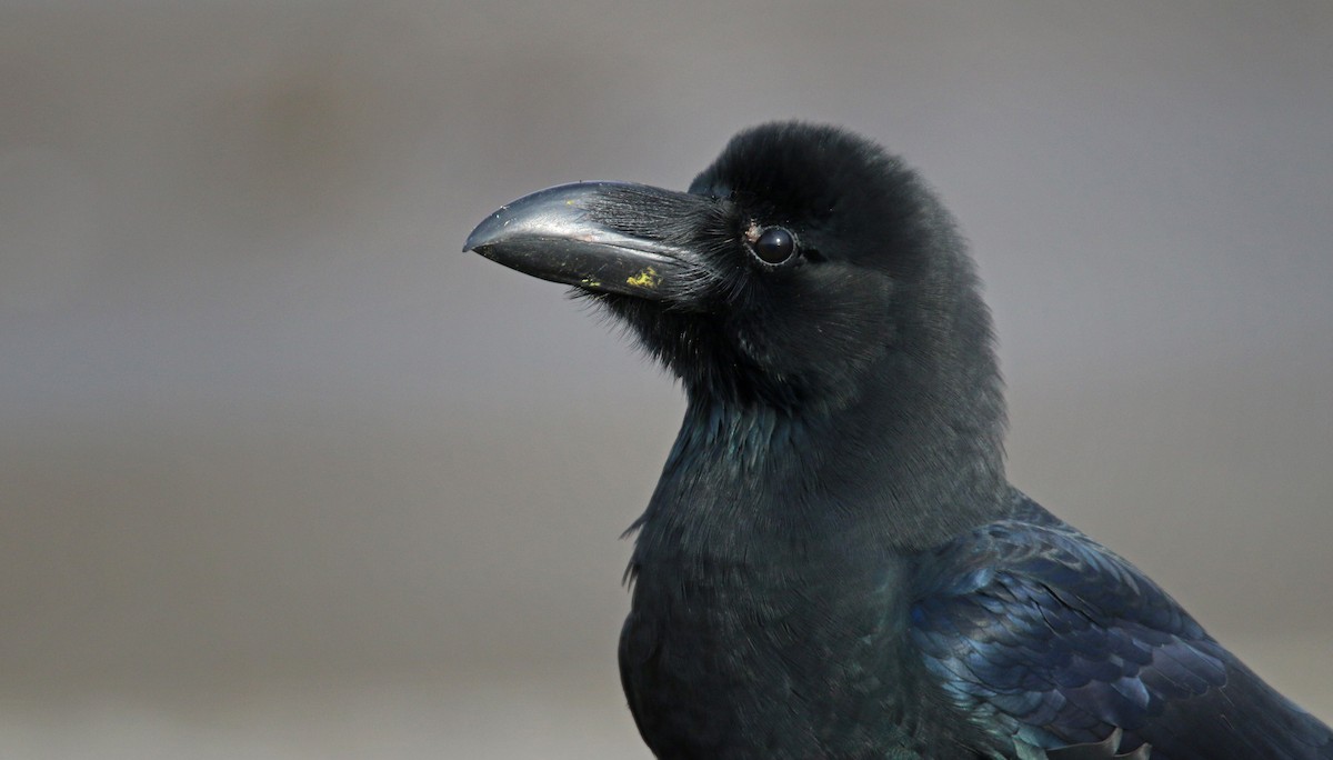 Large-billed Crow - ML26860351
