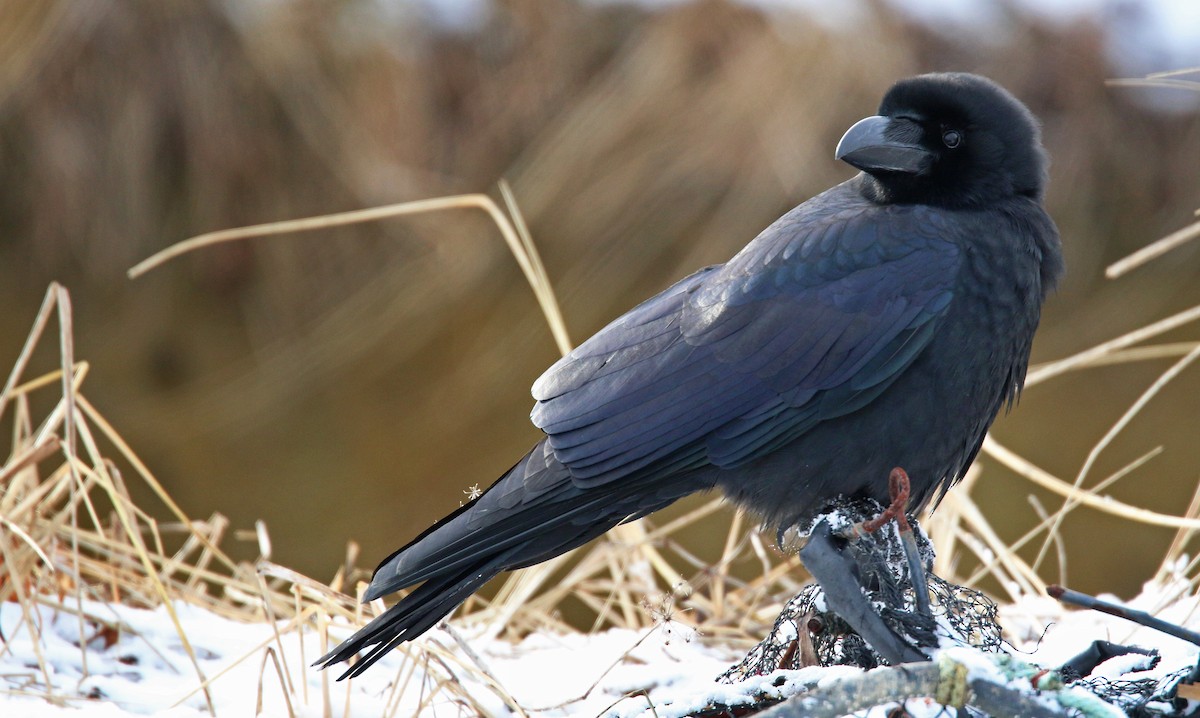 Large-billed Crow - ML26860411