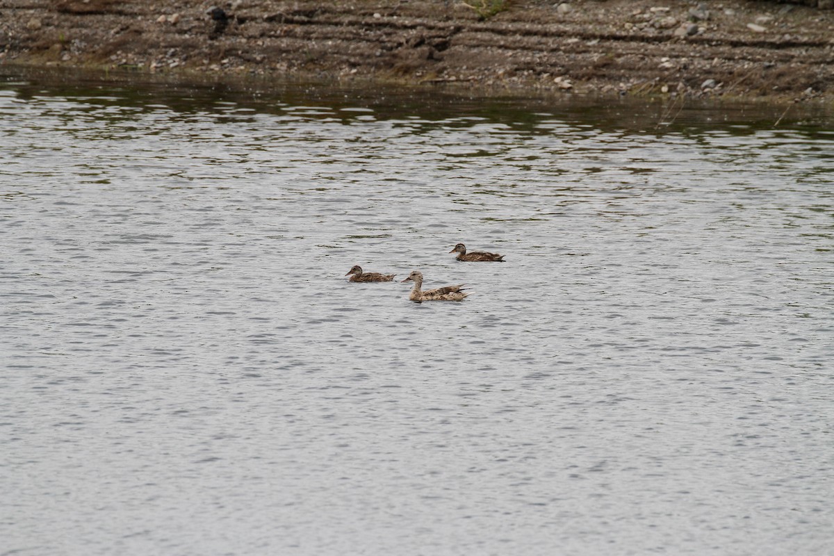 Gadwall - ML268604401