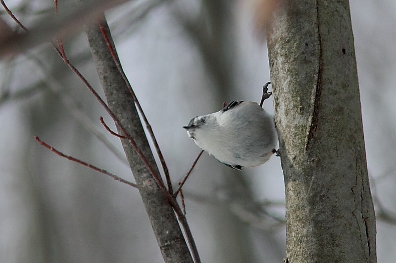 White-breasted Nuthatch - ML268604991