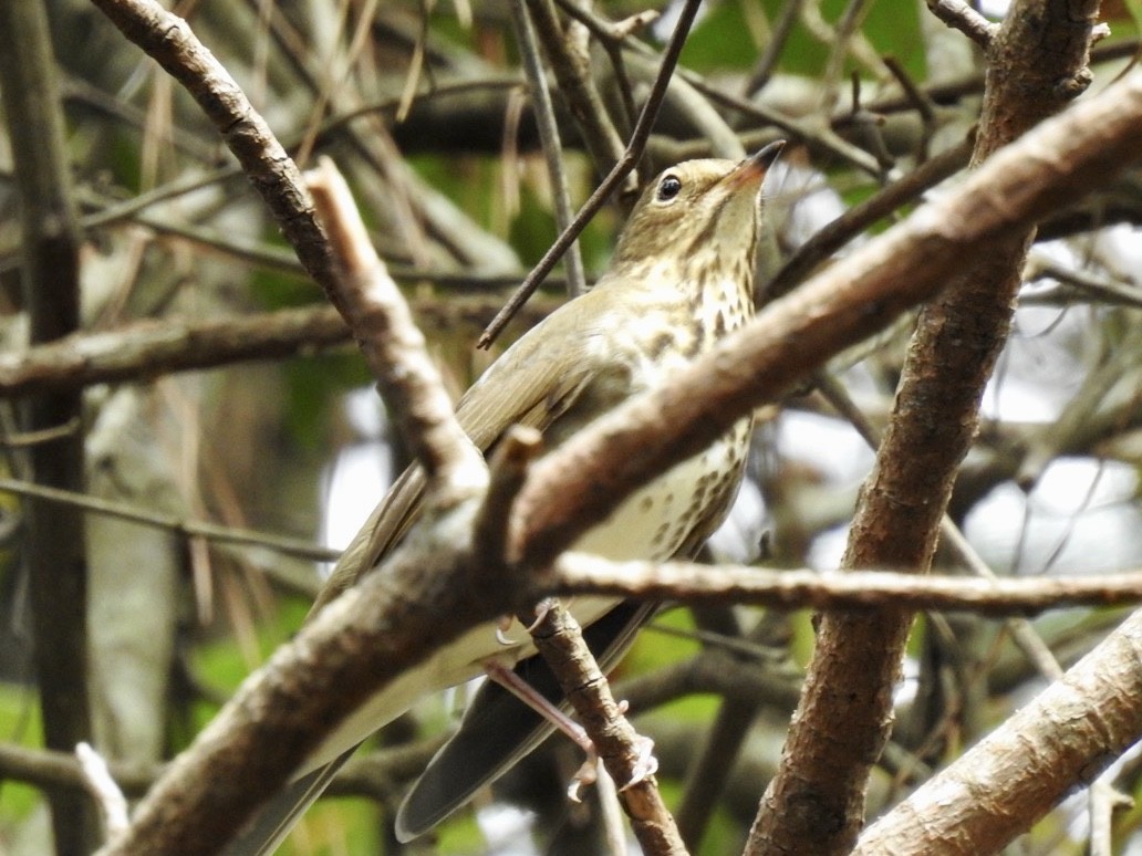 Swainson's Thrush - ML268606281